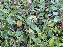 Hydrocotyle umbellata