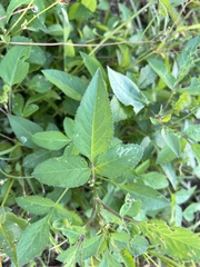 Bidens alba