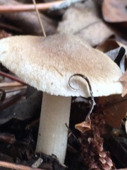 Lepiota spheniscispora