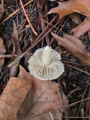 Lepiota spheniscispora