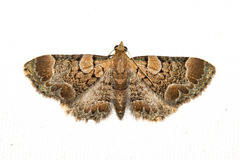 Chloroclystis lichenodes