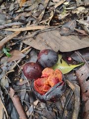 Garcinia warrenii