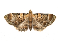 Chloroclystis lichenodes