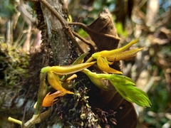 Acianthera