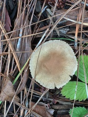 Lepiota spheniscispora