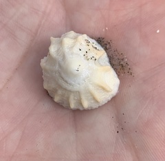 Crucibulum pectinatum