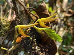 Acianthera