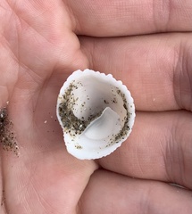 Crucibulum pectinatum