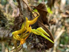 Acianthera