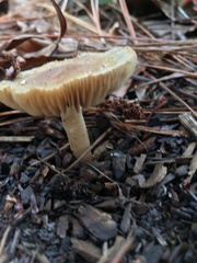 Lepiota spheniscispora