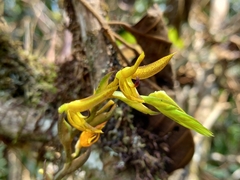 Acianthera