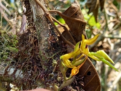Acianthera