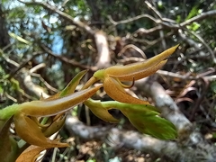 Acianthera