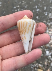 Conus virgatus