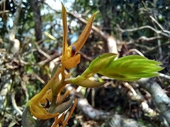 Acianthera