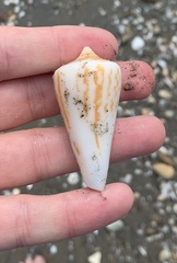 Conus virgatus