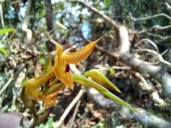 Acianthera