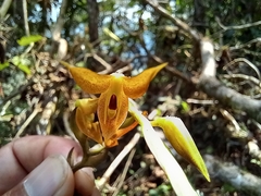Acianthera