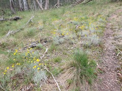Leucochrysum albicans albicans