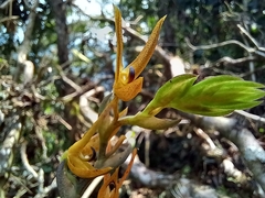 Acianthera