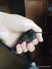 Coeligena helianthea