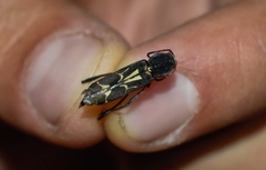 Neoclytus ypsilon