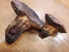 Suillellus amygdalinus