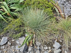 Aciphylla squarrosa