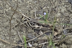 Rhammatocerus viatorius