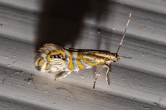 Glyphipterix triselena