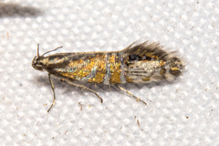 Glyphipterix triselena