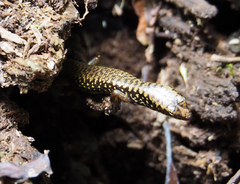 Silvascincus murrayi