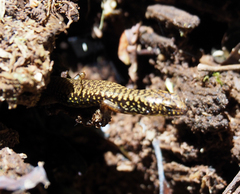 Silvascincus murrayi