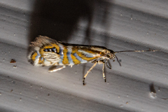 Glyphipterix triselena