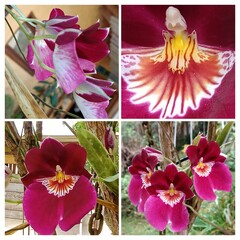 Miltonia