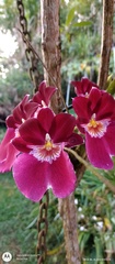 Miltonia