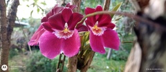 Miltonia