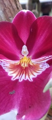 Miltonia
