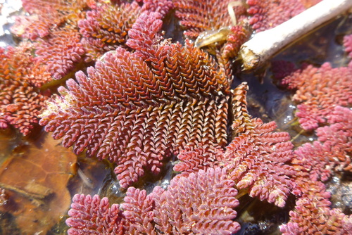 Azolla imbricata iNat (2)