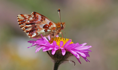 Boloria graeca