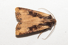 Ichneutica omoplaca