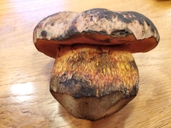 Rubroboletus eastwoodiae