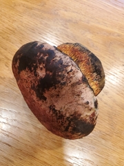 Rubroboletus eastwoodiae