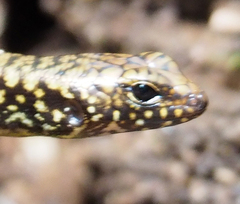 Silvascincus murrayi