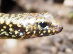 Silvascincus murrayi