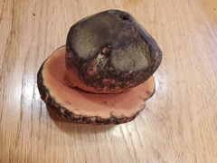 Rubroboletus eastwoodiae
