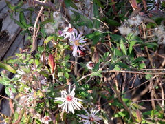 Ampelaster carolinianus