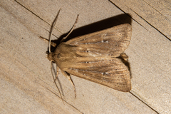 Ichneutica phaula