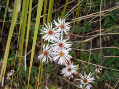 Ampelaster carolinianus