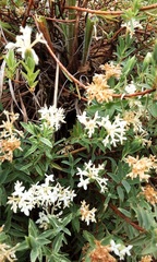 Pimelea glauca